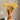 Fantastic Vases